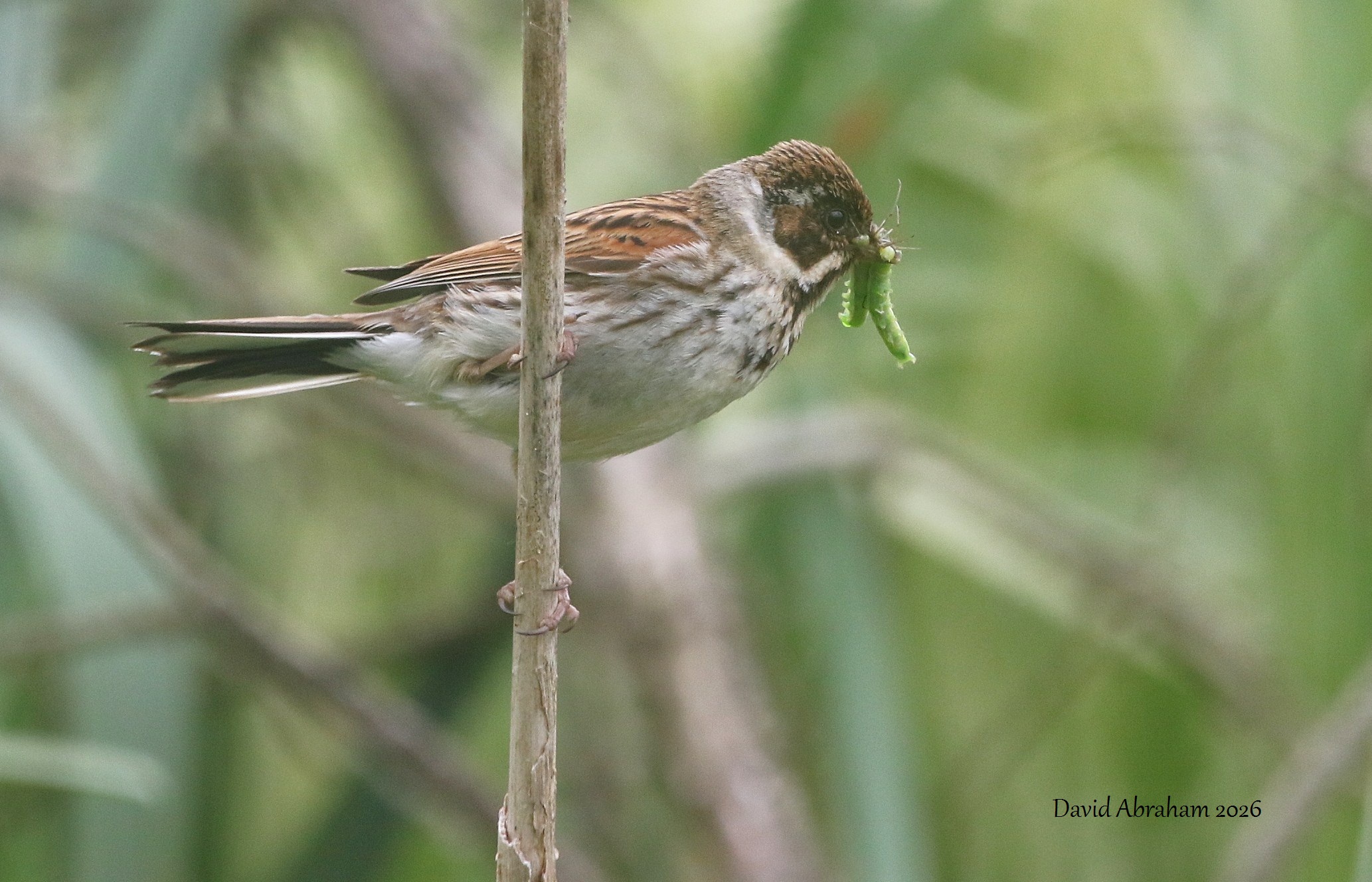 Reed Bunting 