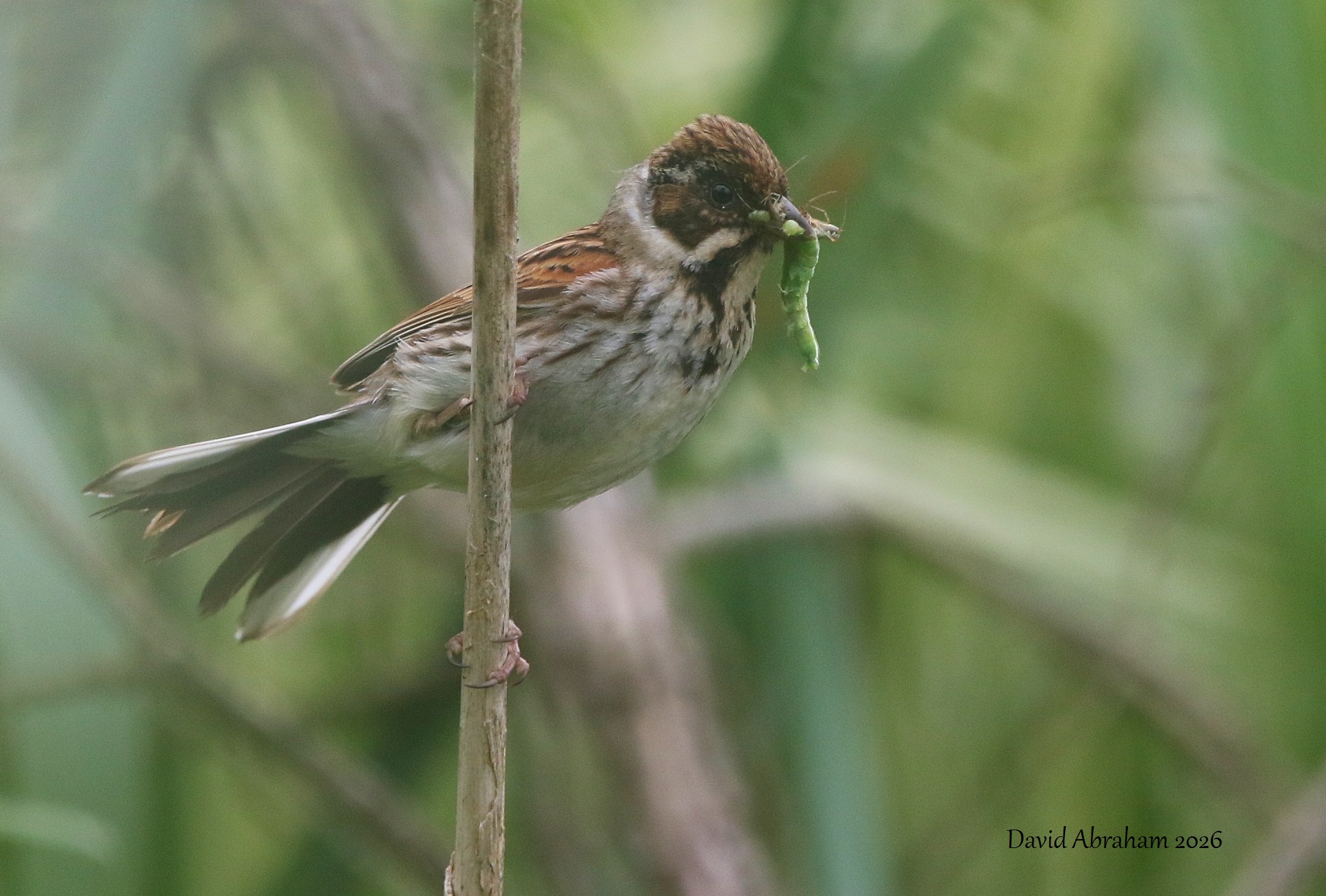 Reed Bunting 