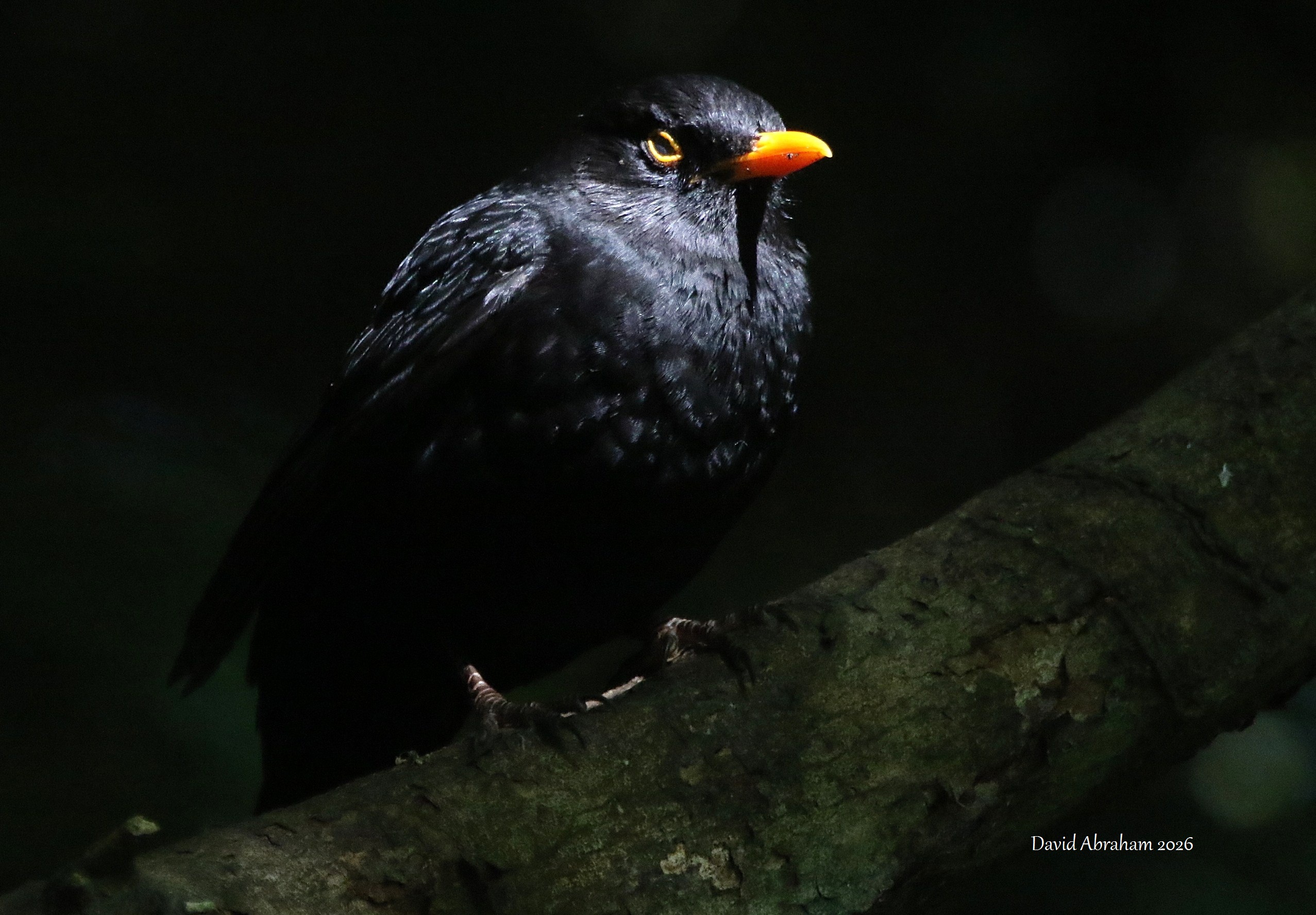 Blackbird 