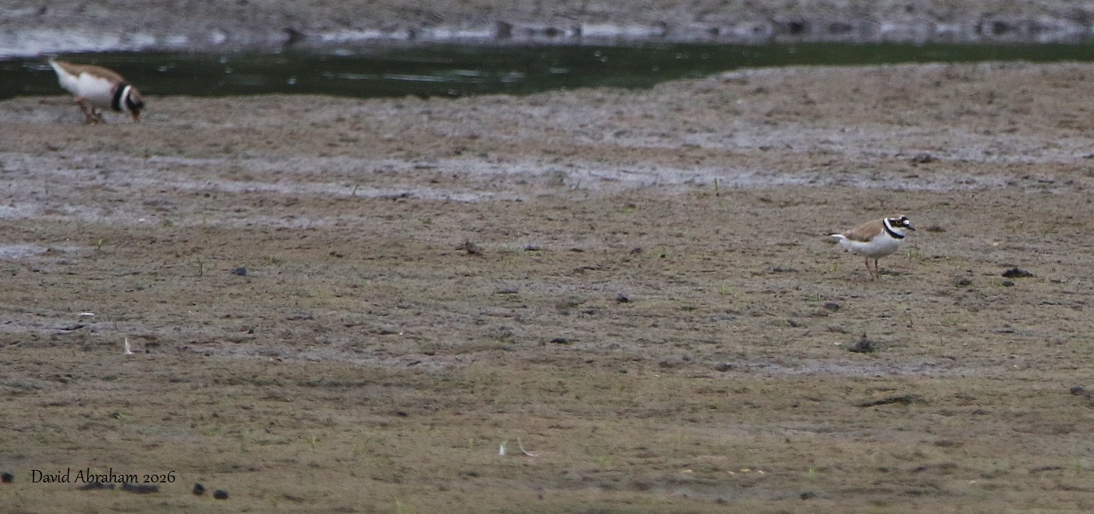 Little Ringed Plover 