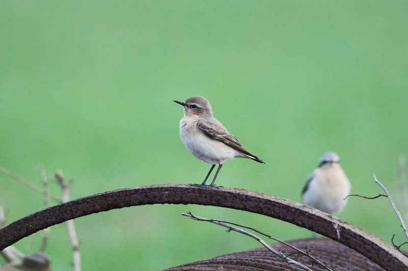 Wheatear