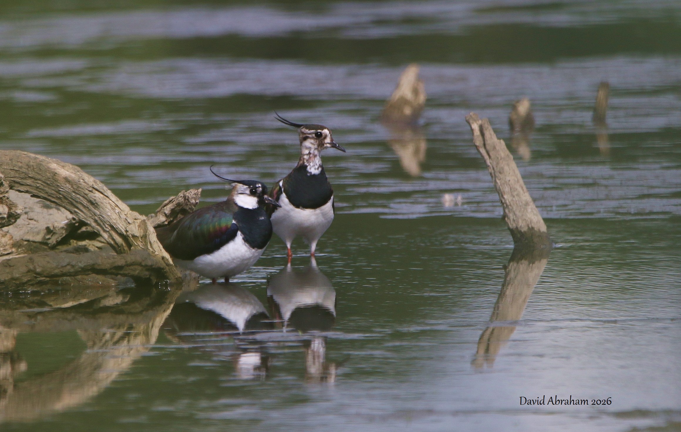Lapwing 