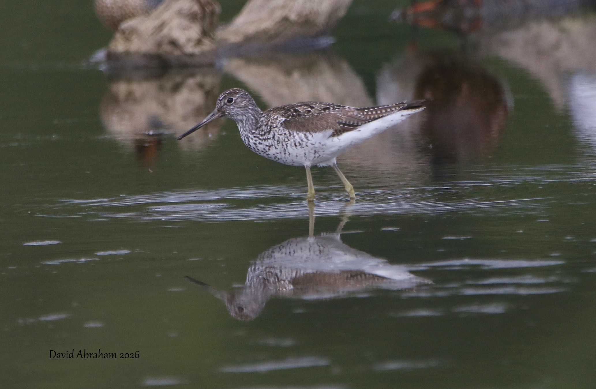 Greenshank 