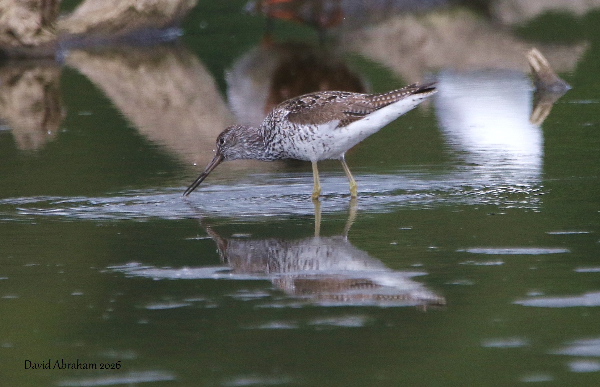 Greenshank 