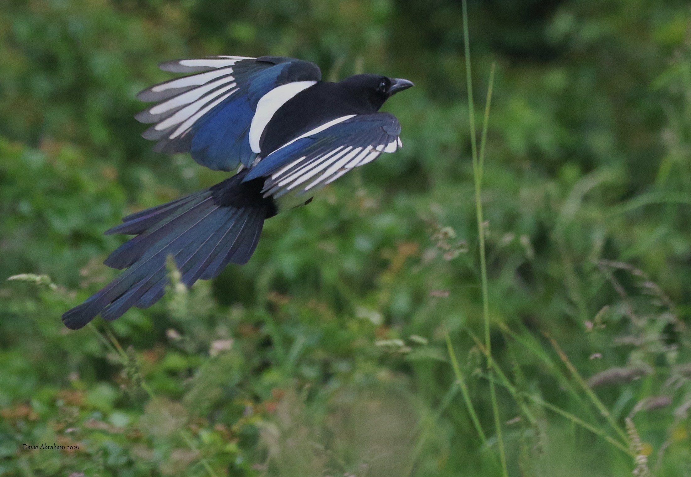 Magpie 