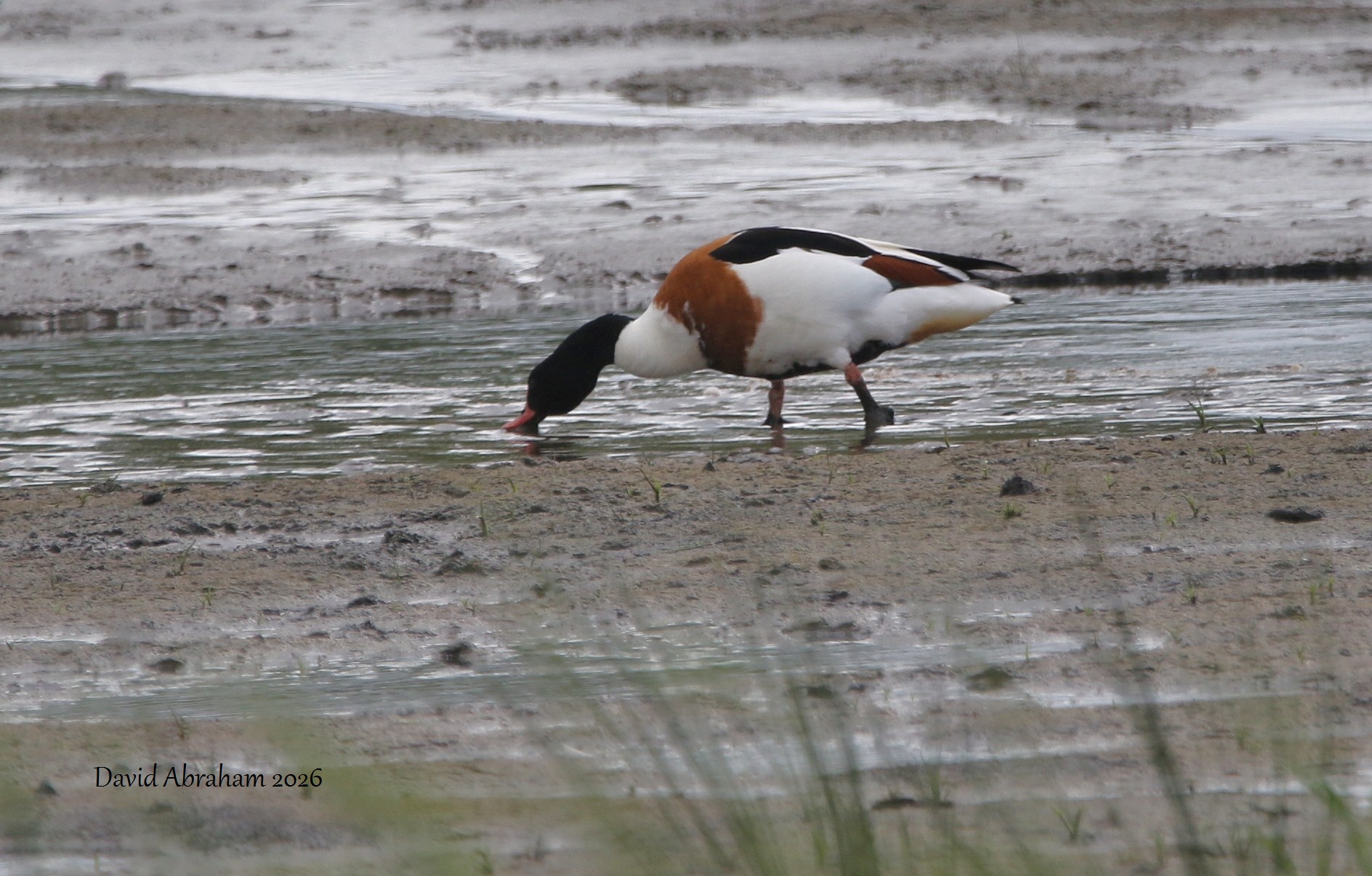 Shelduck