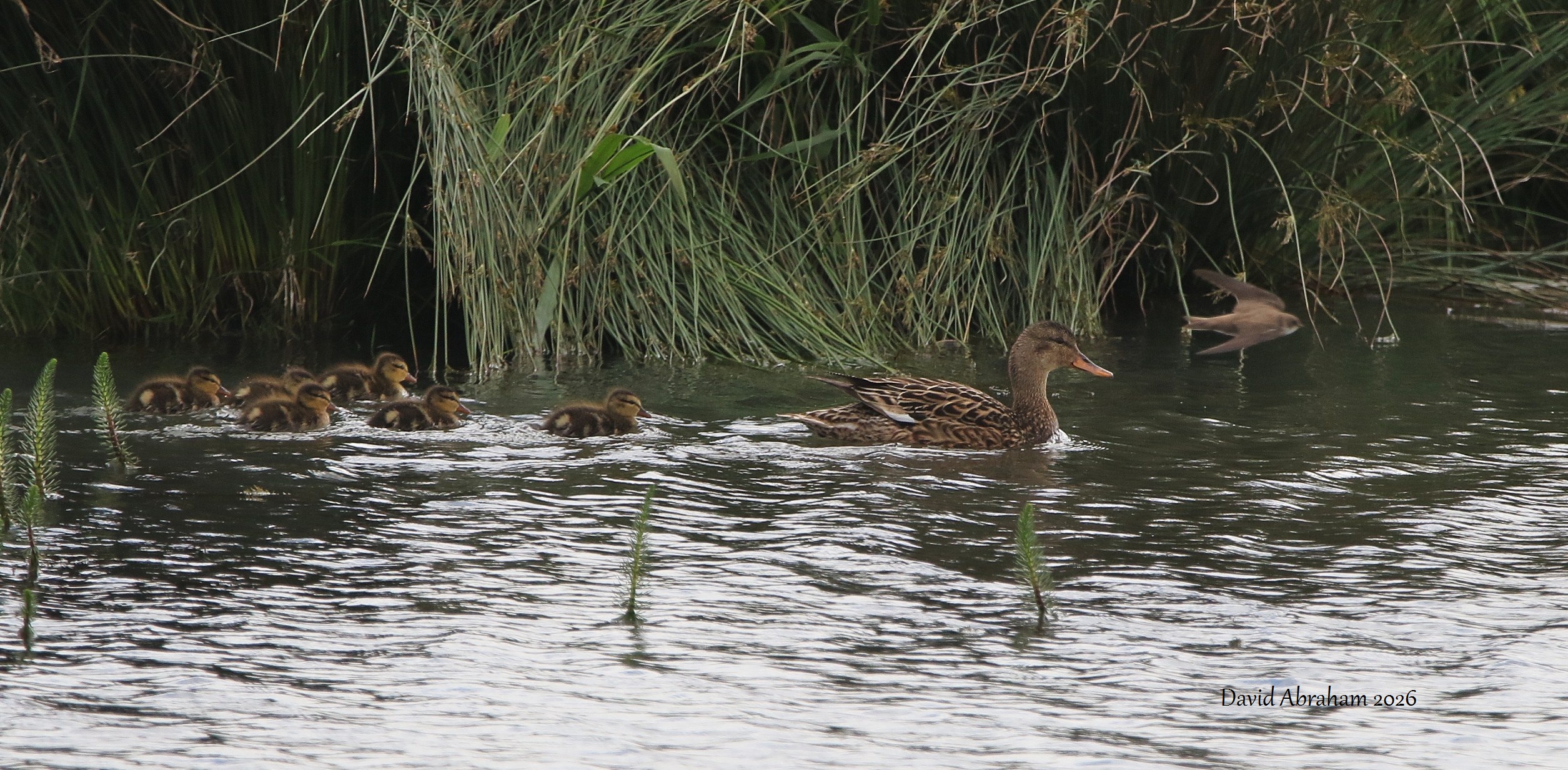Gadwall 