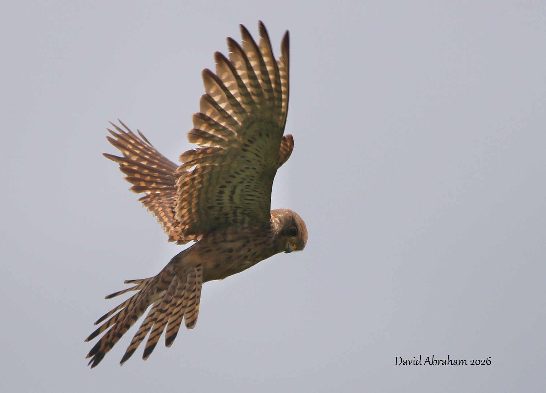 Kestrel 