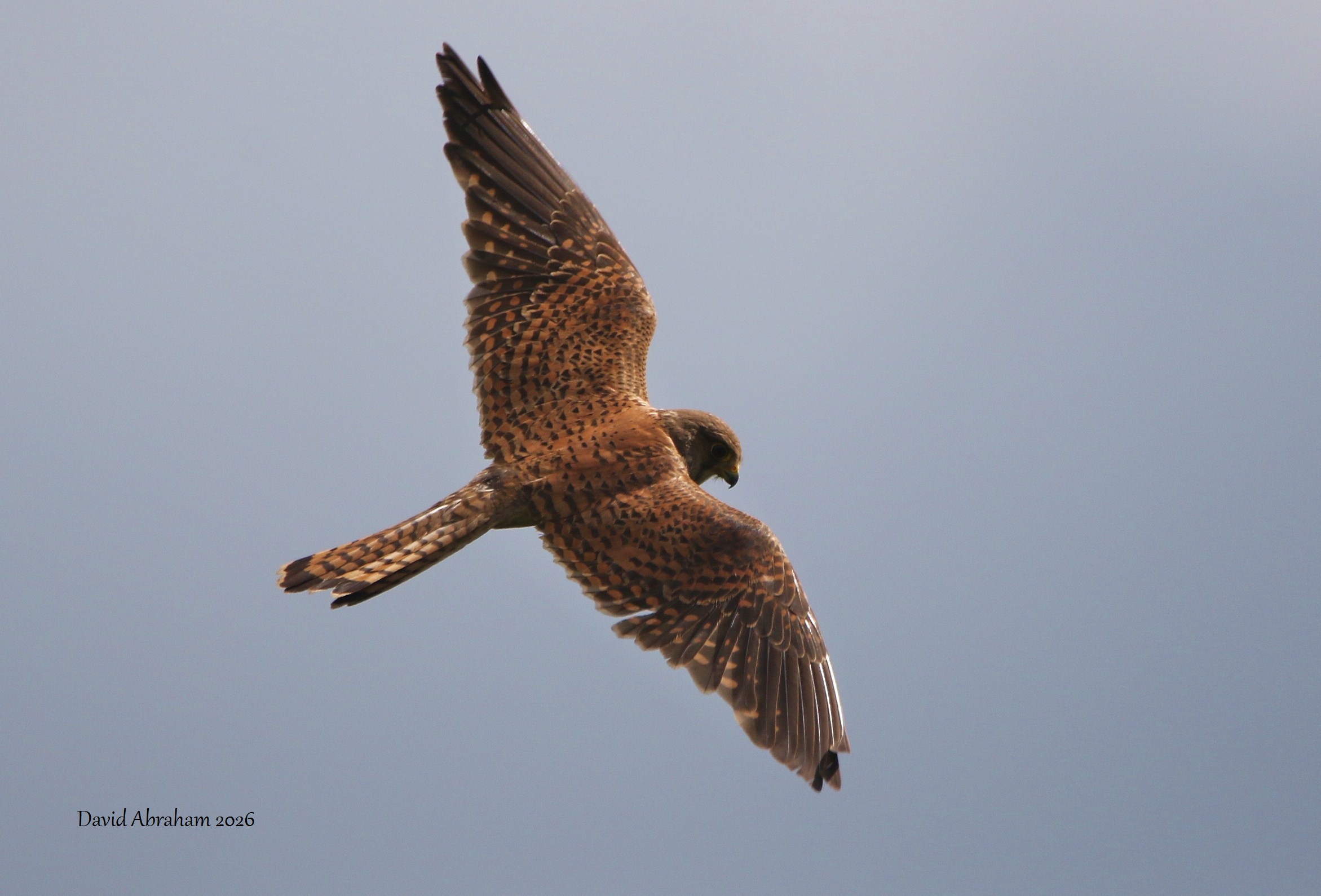 Kestrel 