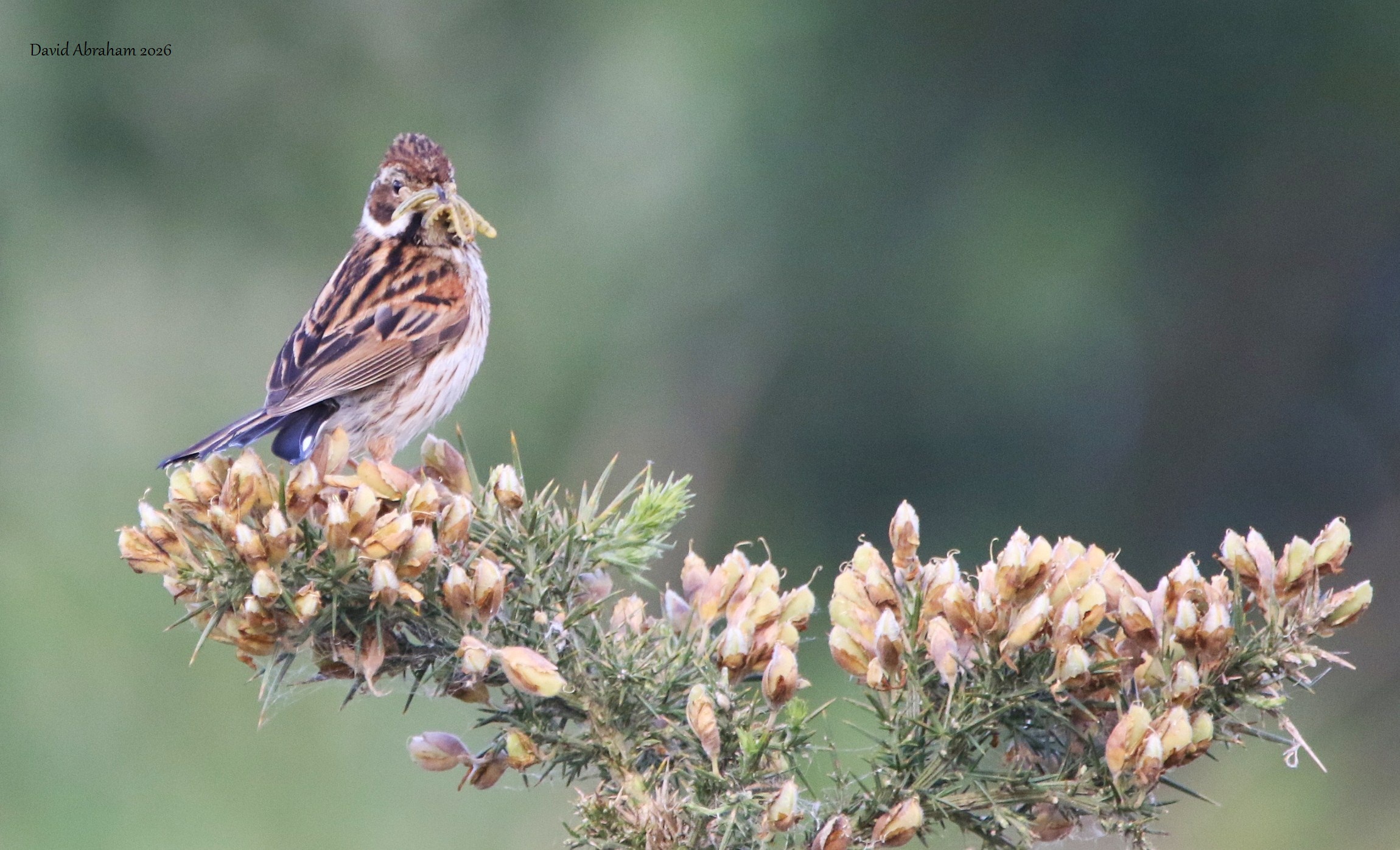 Reed Bunting 