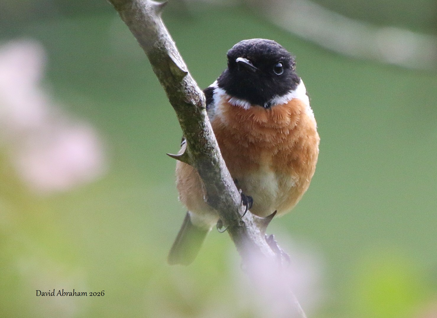 Stonechat 