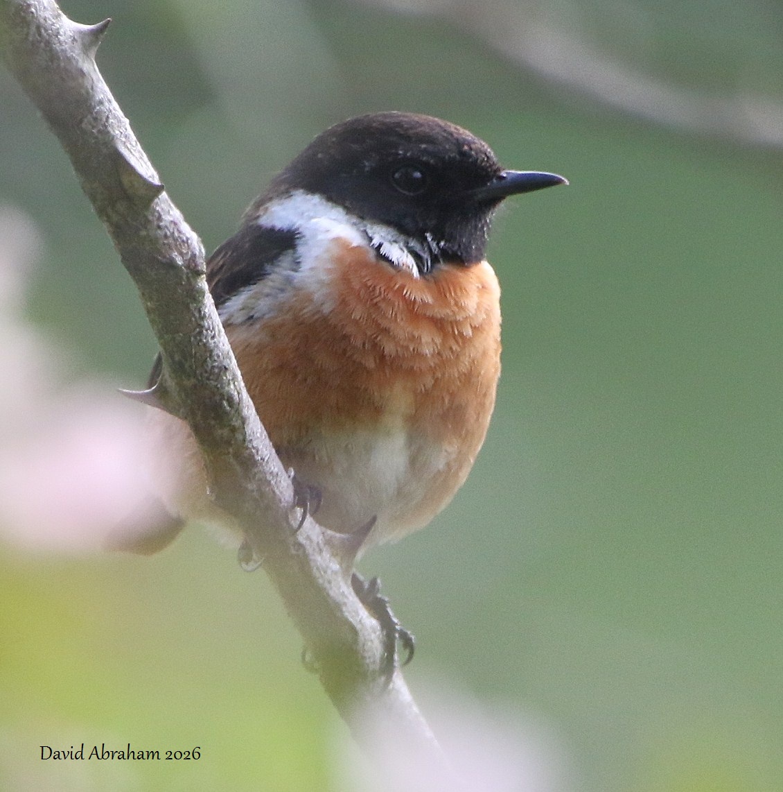 Stonechat 