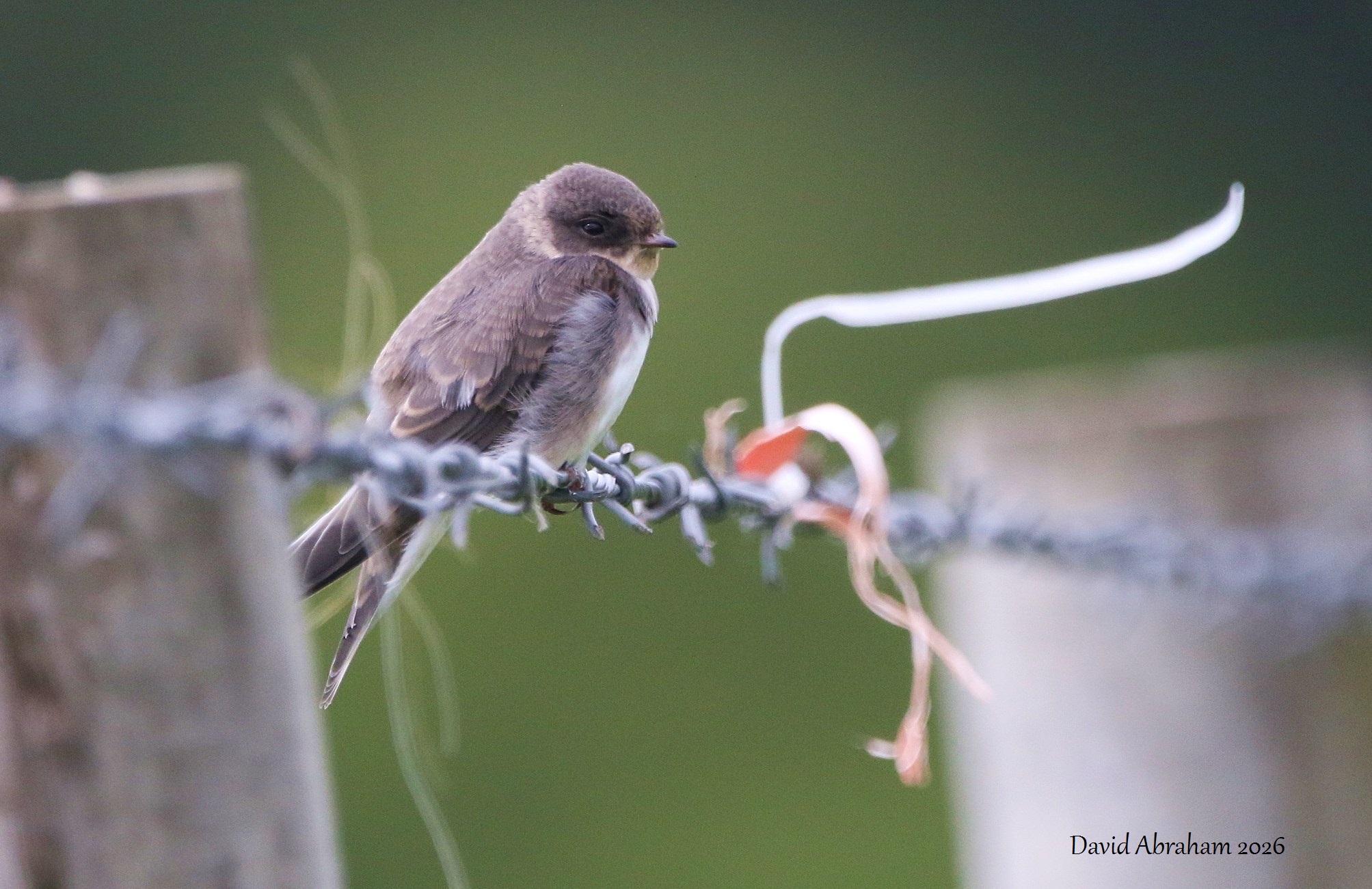 Sand Martin 
