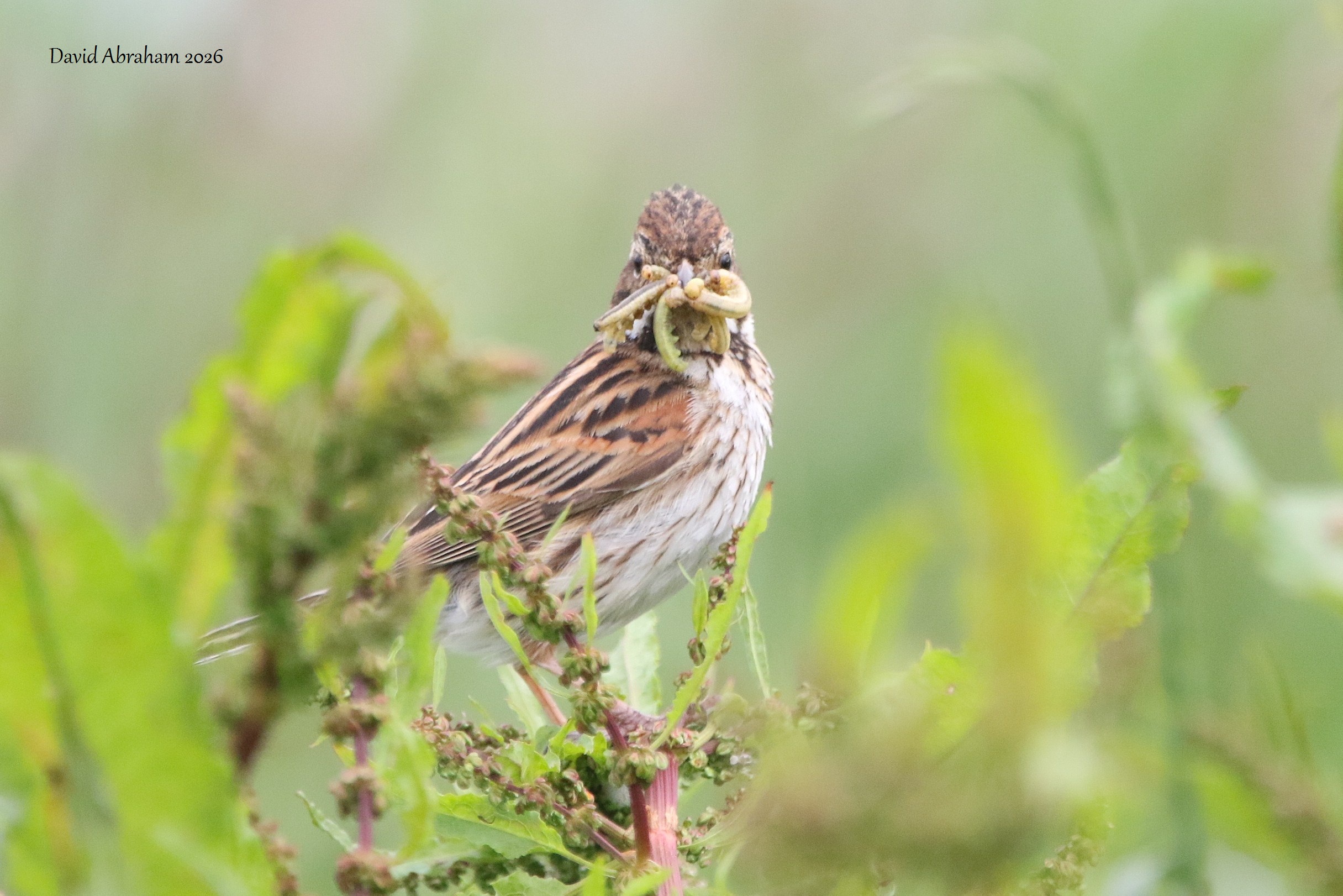 Reed Bunting 