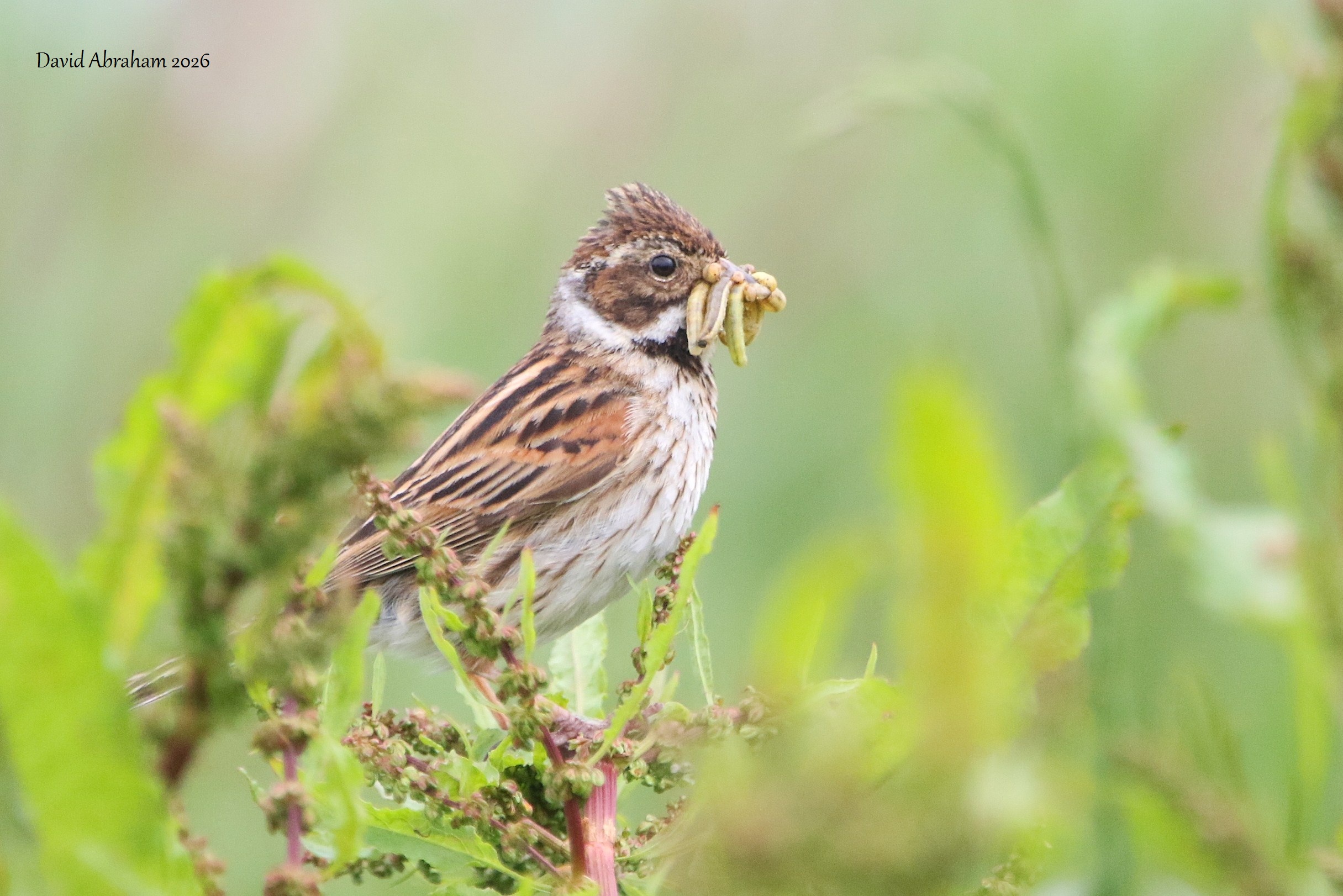 Reed Bunting 