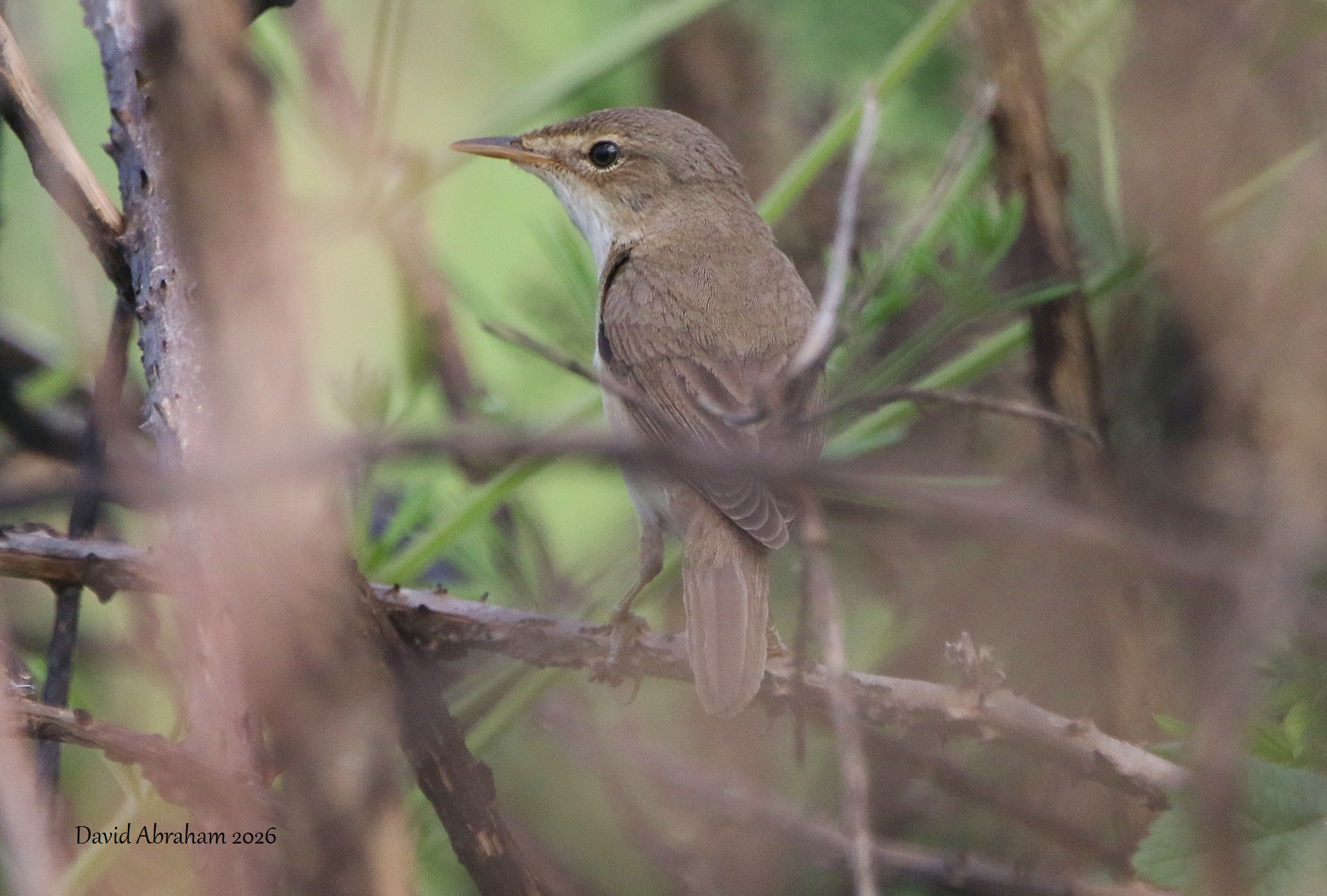 Reed Warbler 