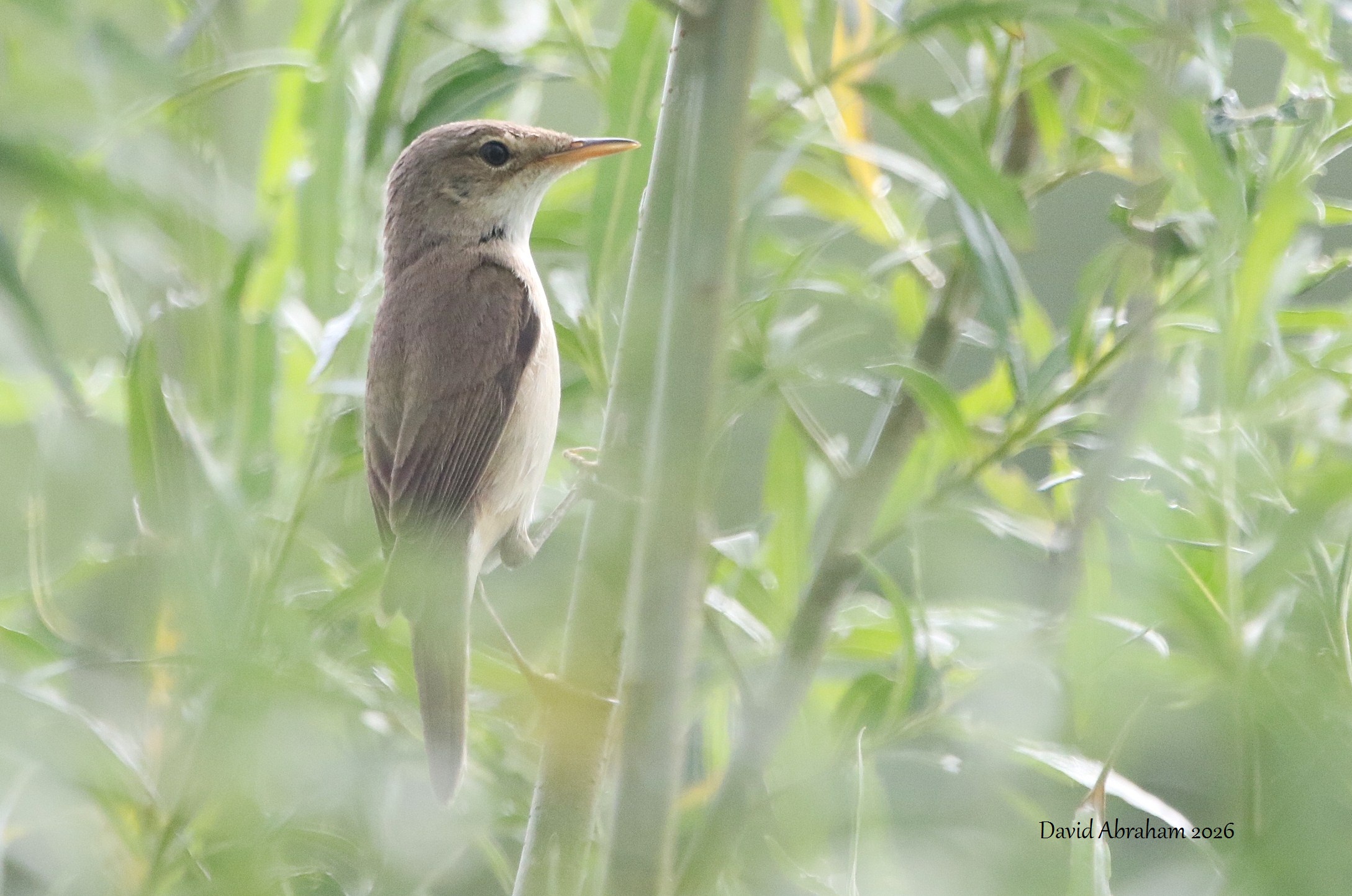 Reed Warbler 