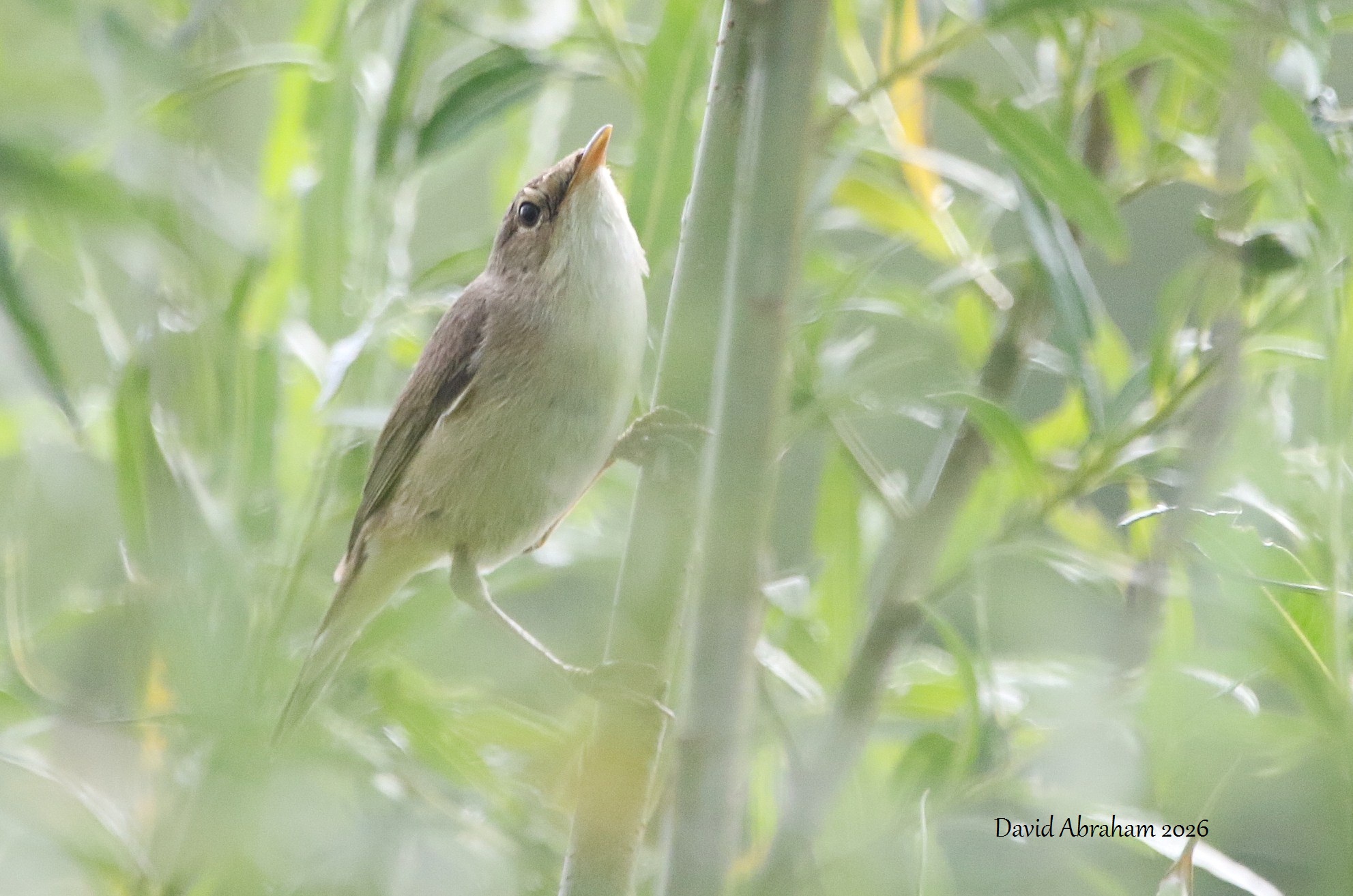 Reed Warbler 