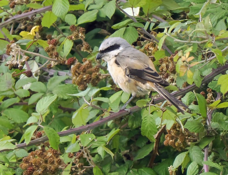Long-tailed Shrike