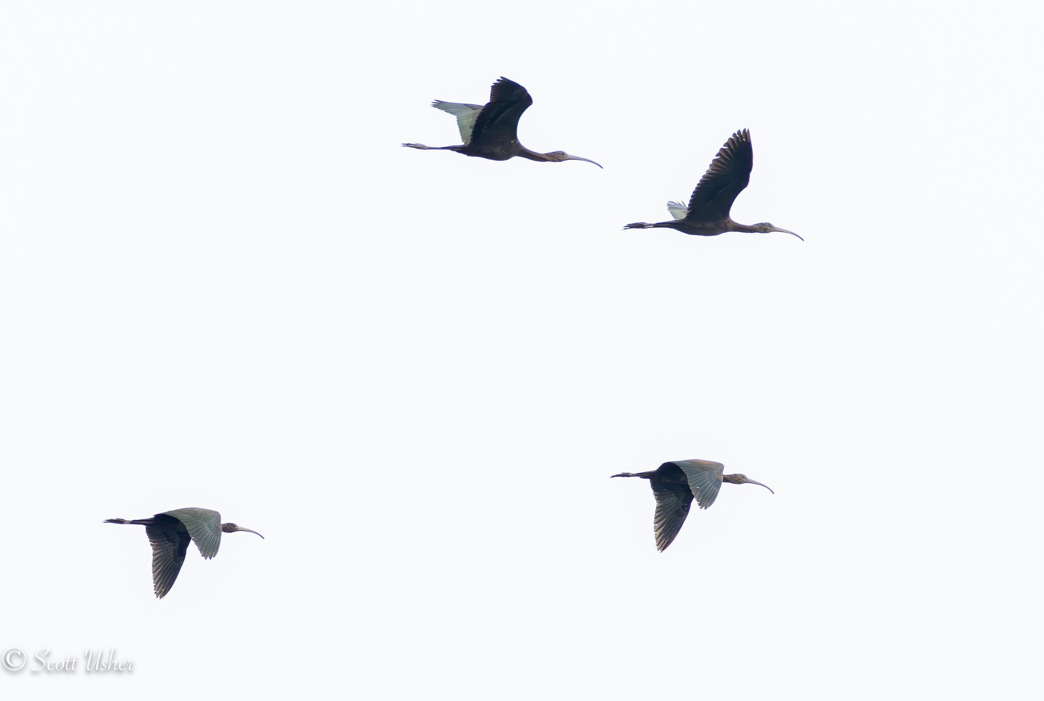 Glossy Ibis