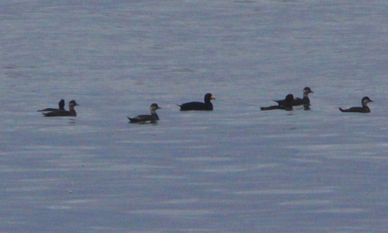 Black Scoter