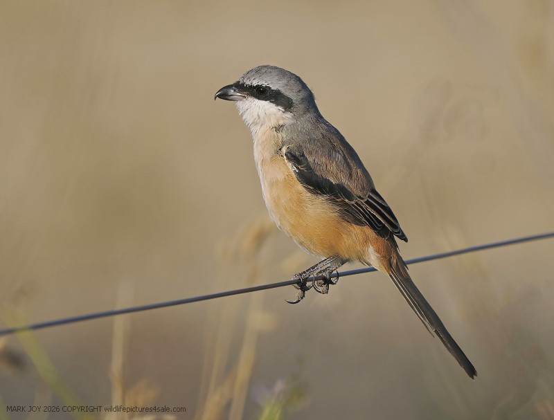 Long-tailed Shrike