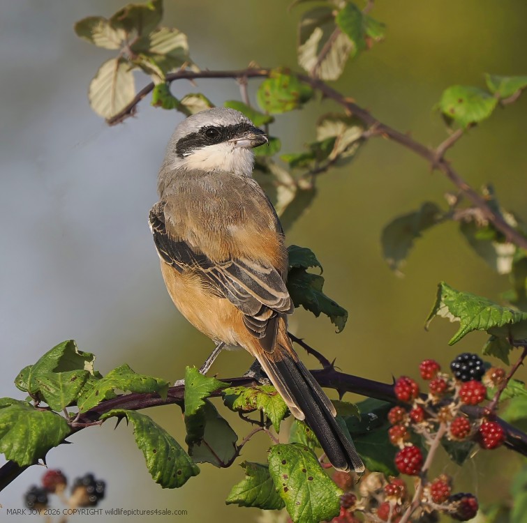 Long-tailed Shrike