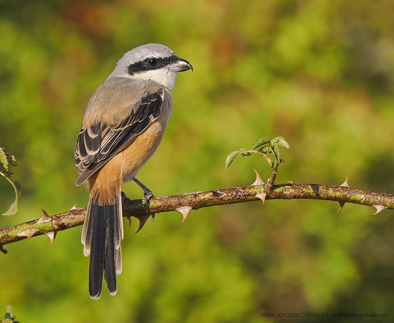 Long-tailed Shrike