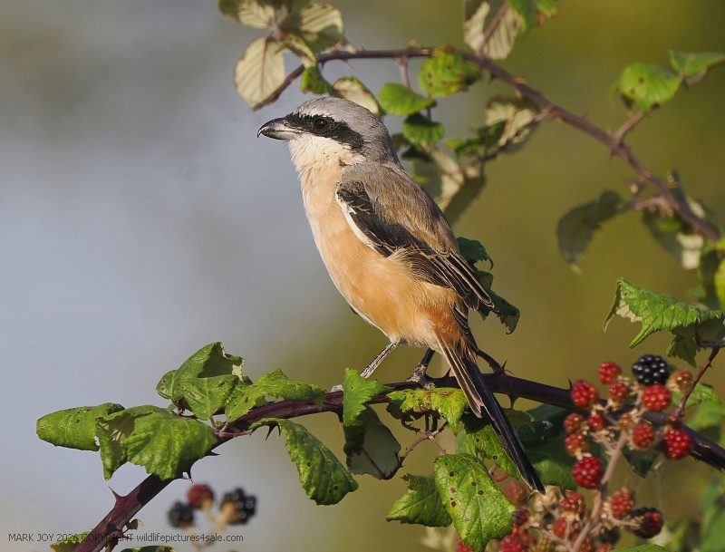 Long-tailed Shrike