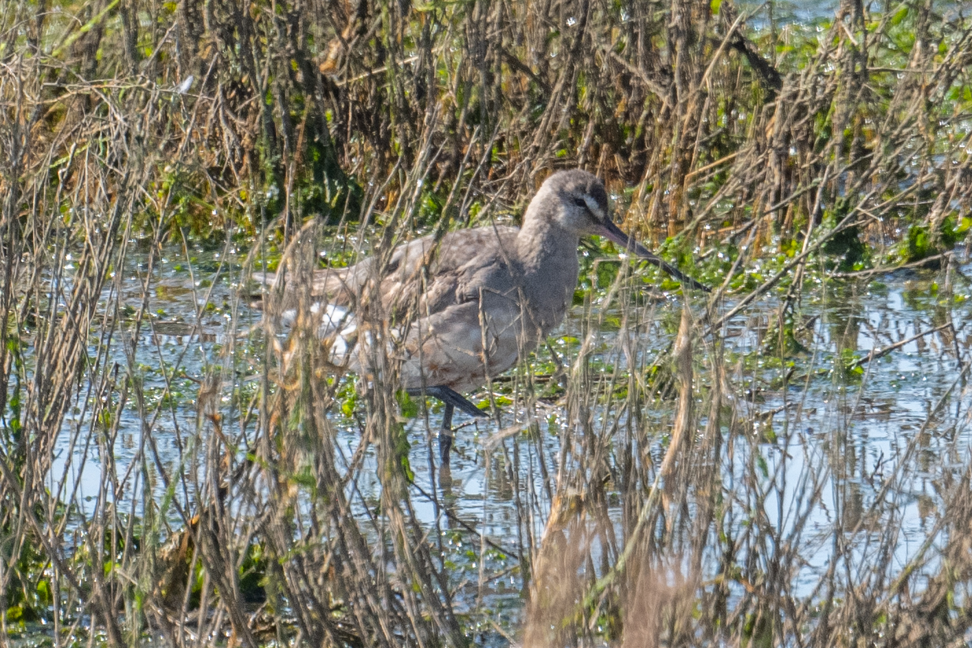 Hudsonian Godwit