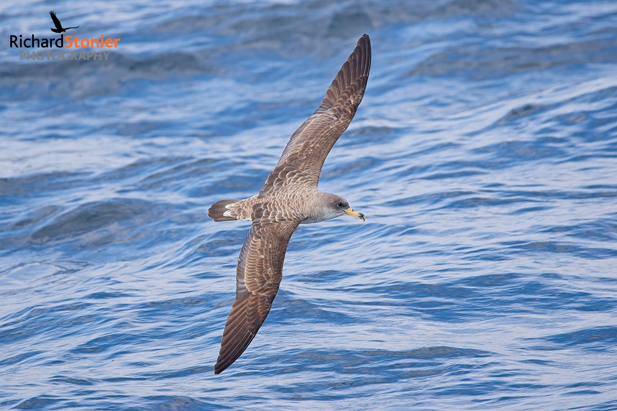 Cory's Shearwater