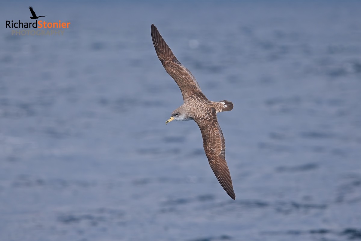 Cory's Shearwater