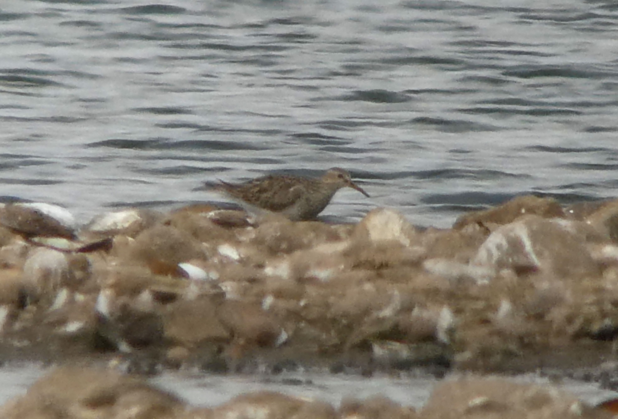 Pectoral Sandpiper