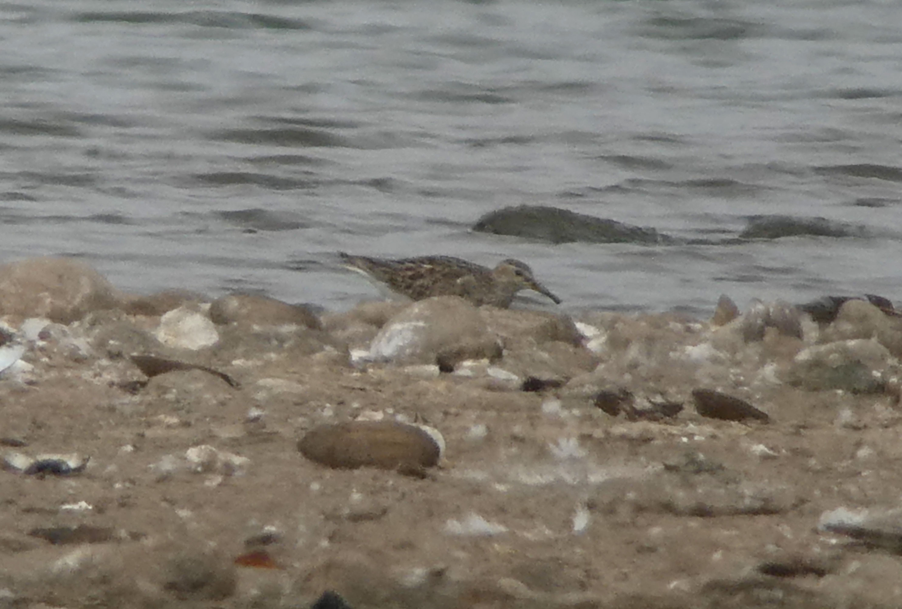 Pectoral Sandpiper