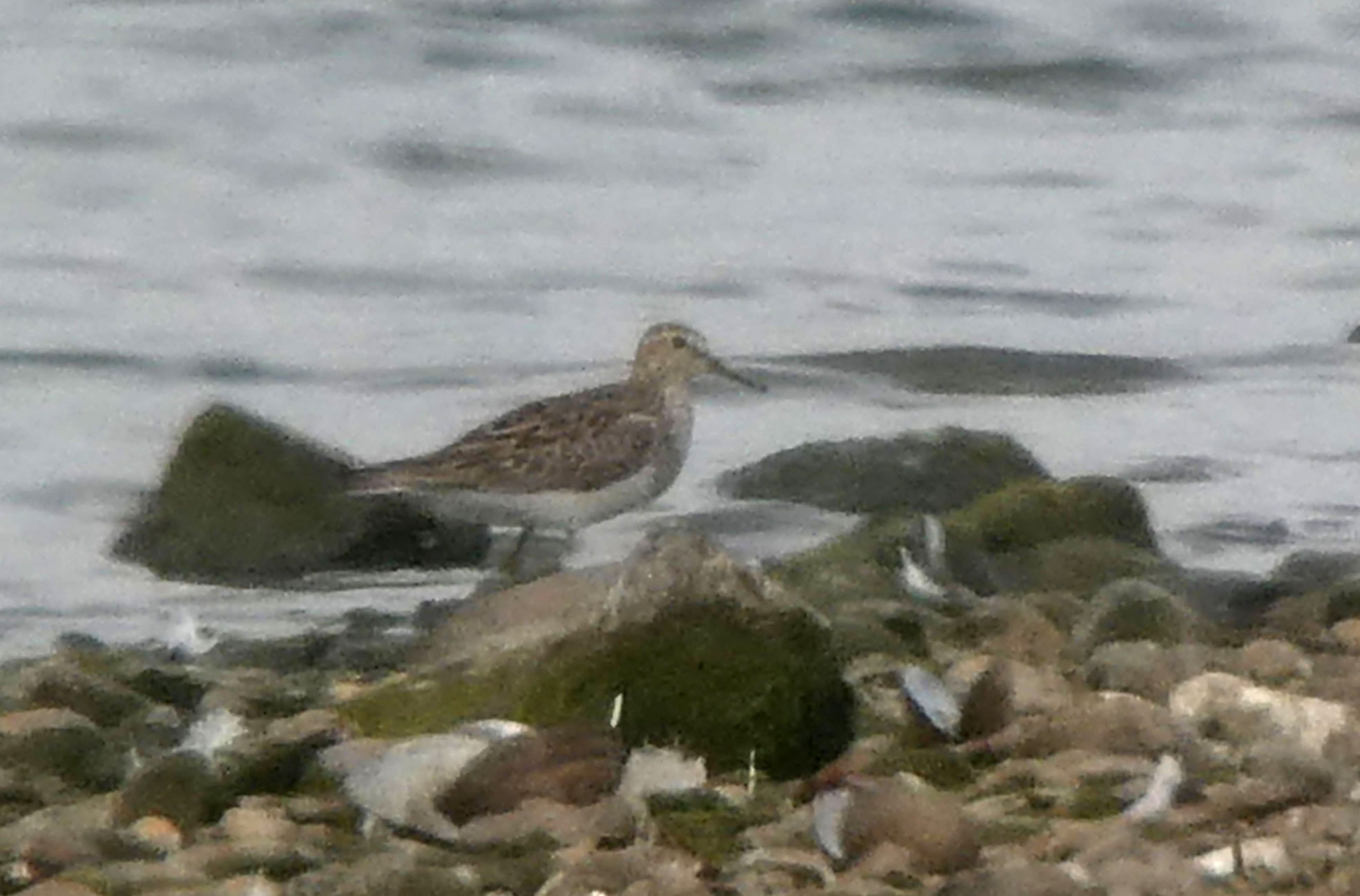 Pectoral Sandpiper