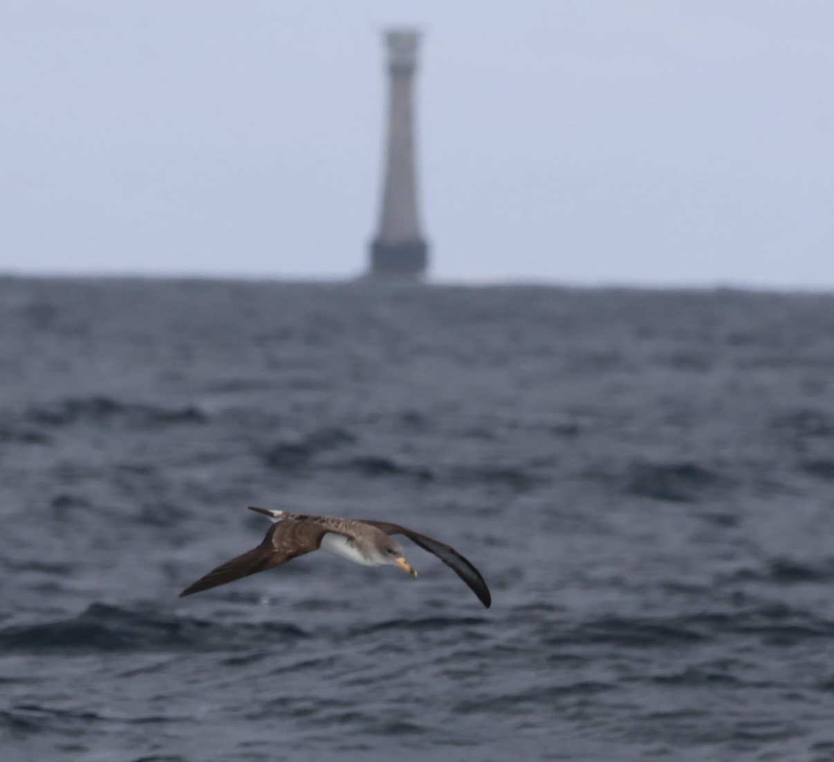 Cory's Shearwater