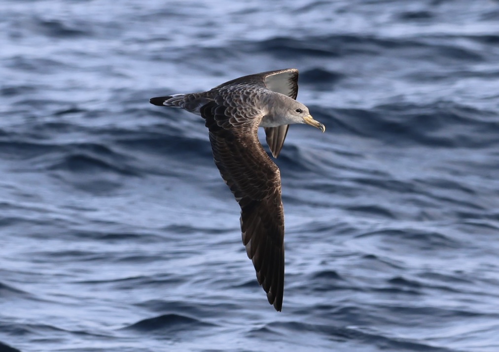 Cory's Shearwater