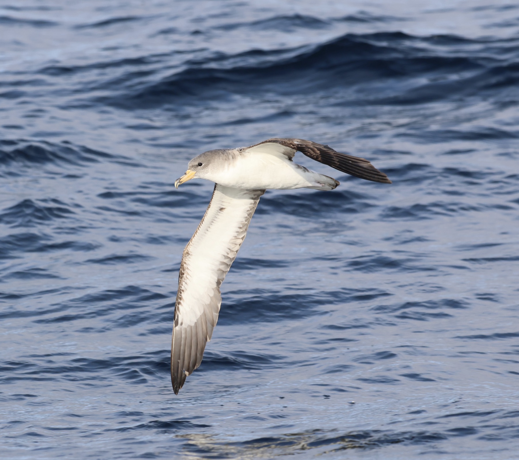 Cory's Shearwater