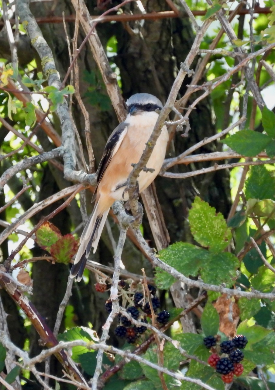 Long-tailed Shrike