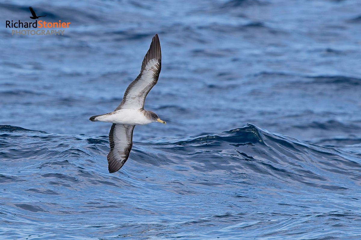 Cory's Shearwater