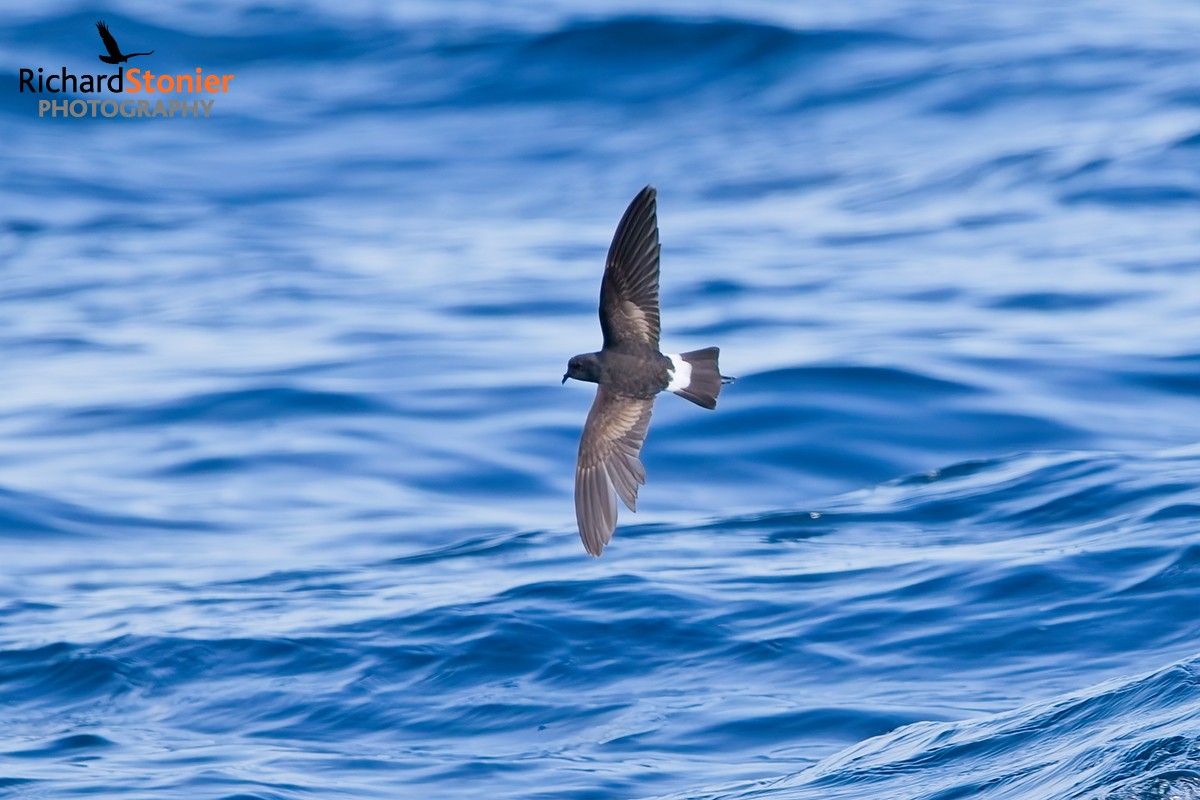 Wilson's Petrel