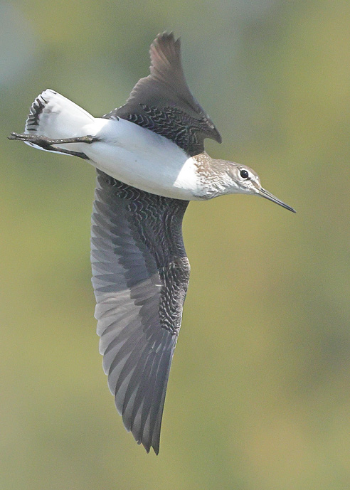 Green Sandpiper
