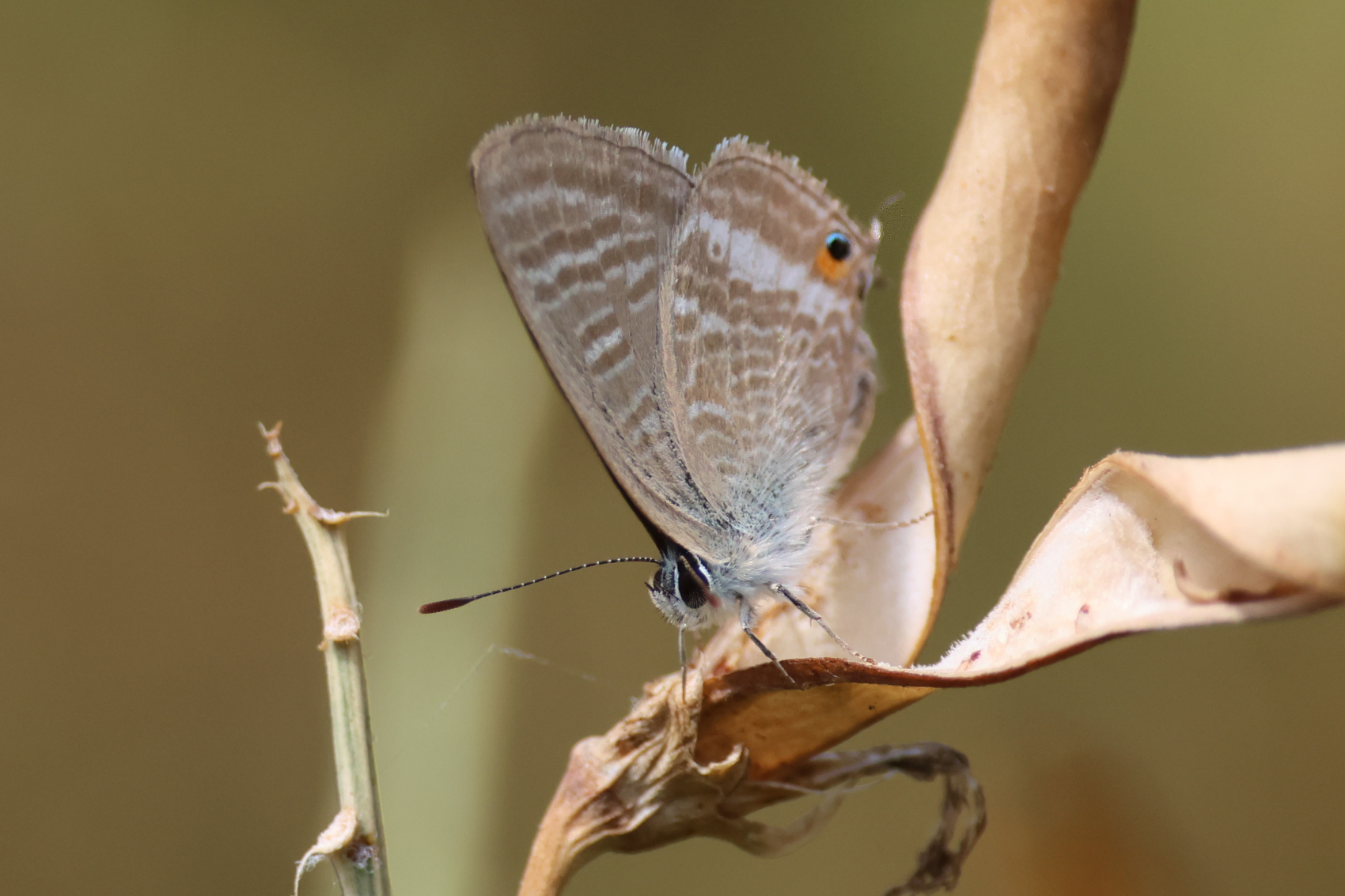 Long-tailed Blue Butterfly 