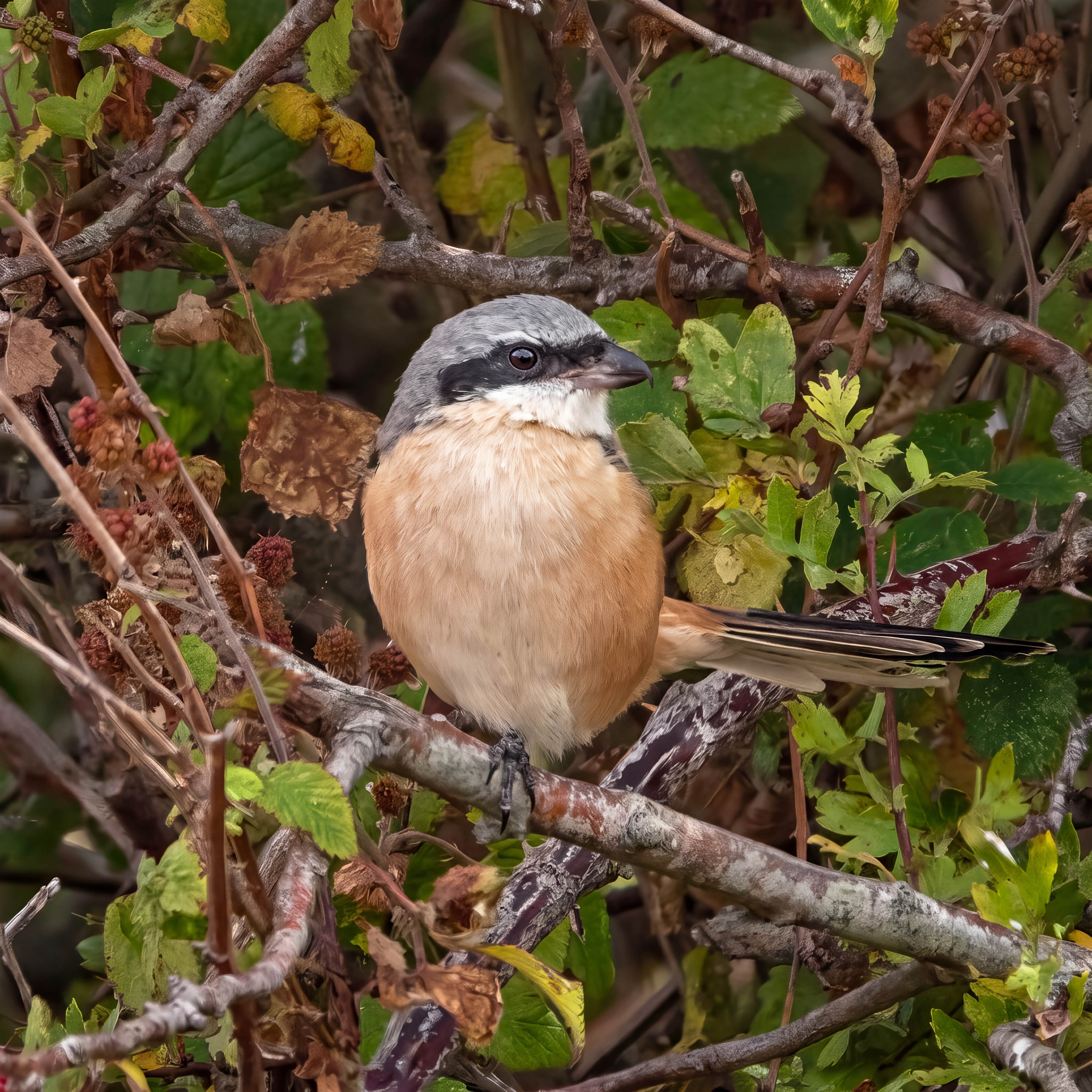 Long-tailed Shrike