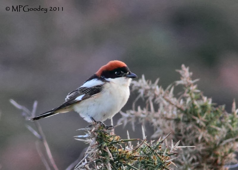 Woodchat Shrike