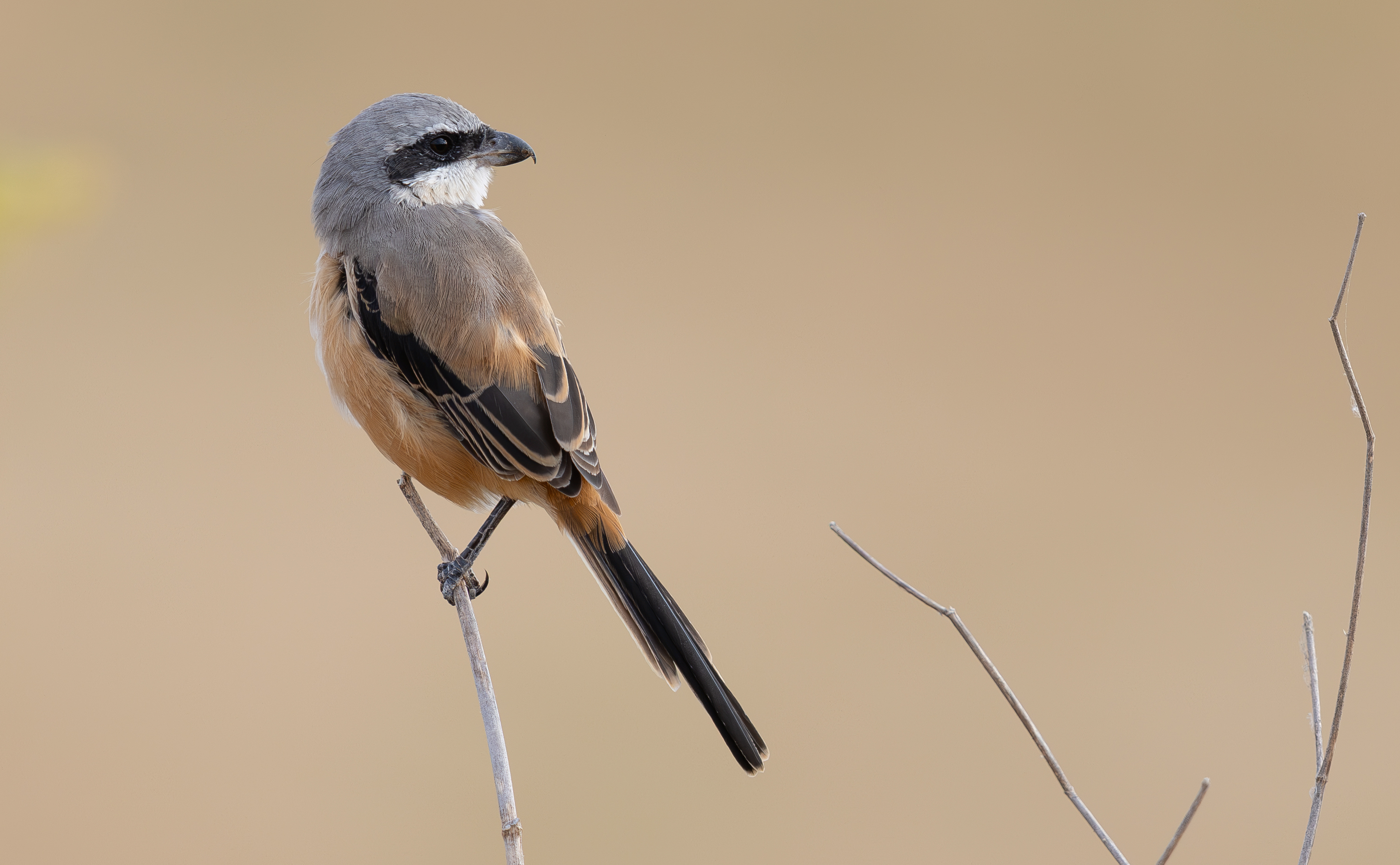 Long-tailed Shrike