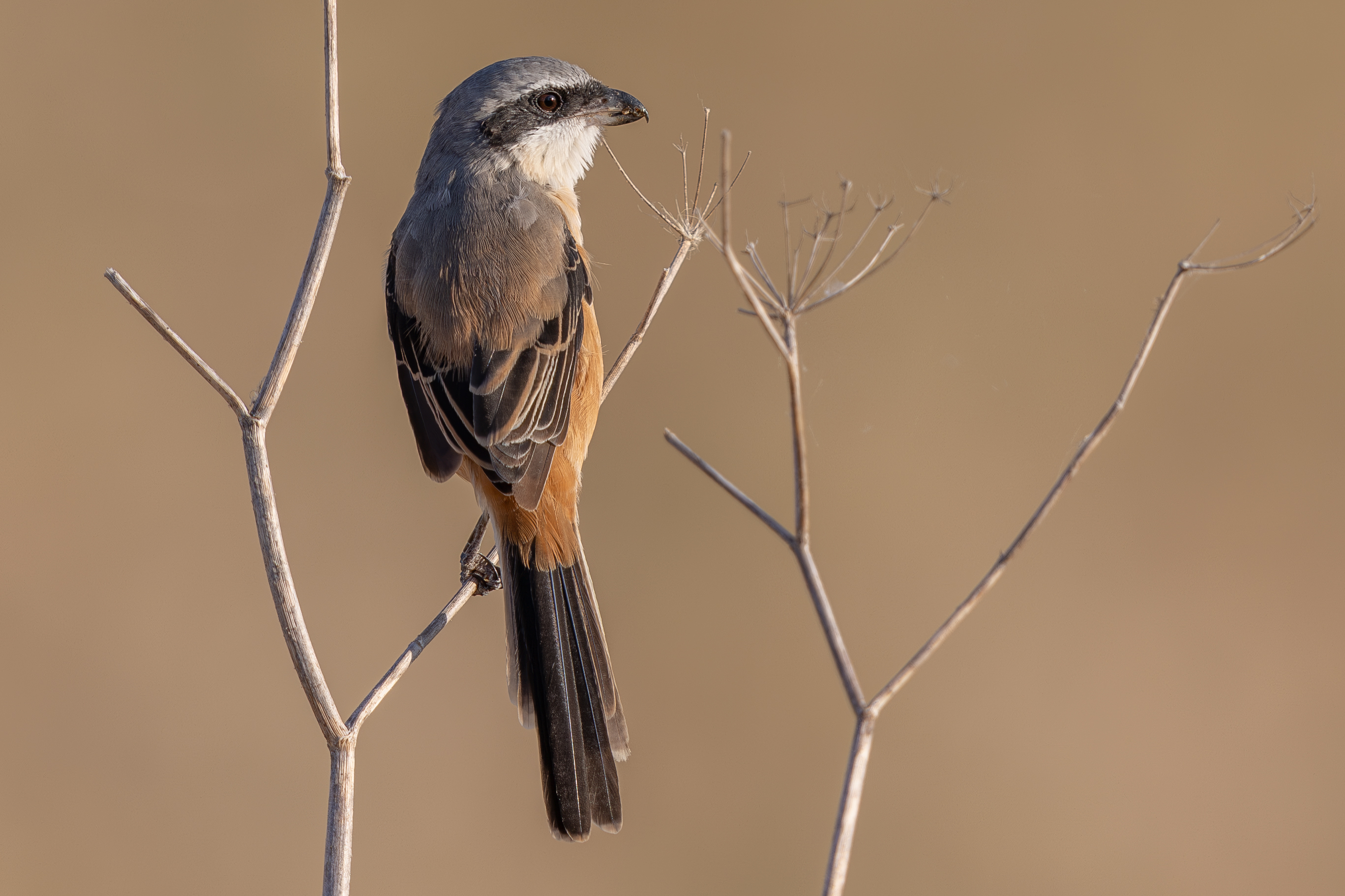 Long-tailed Shrike