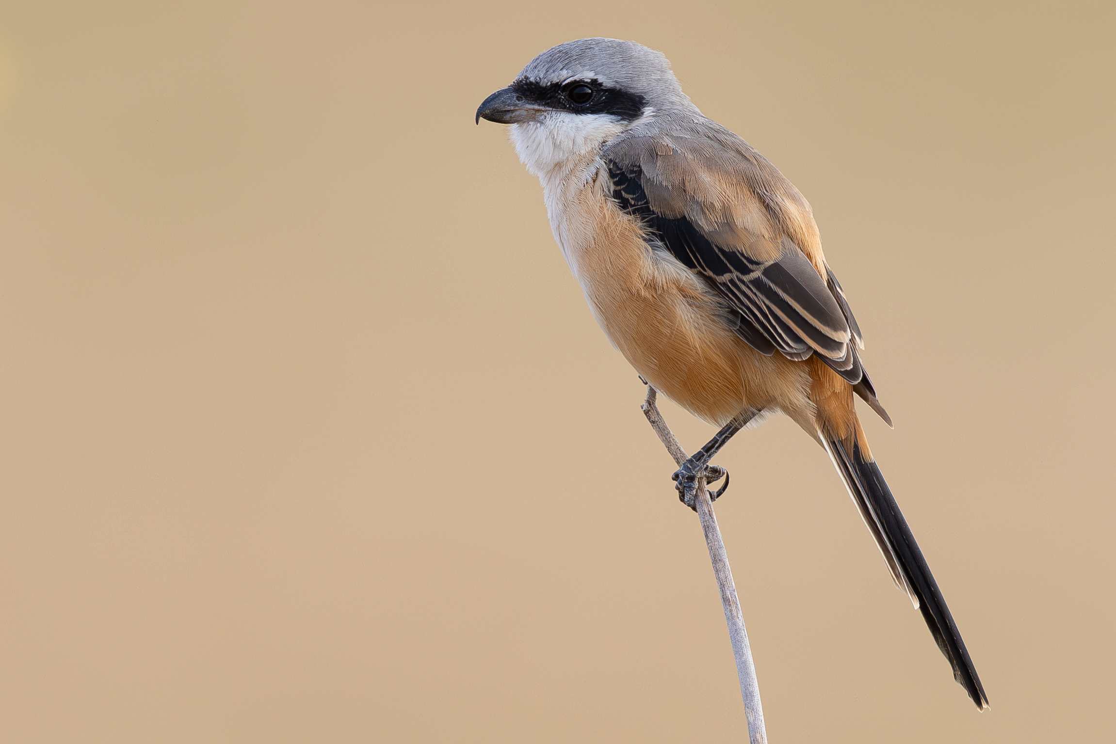 Long-tailed Shrike