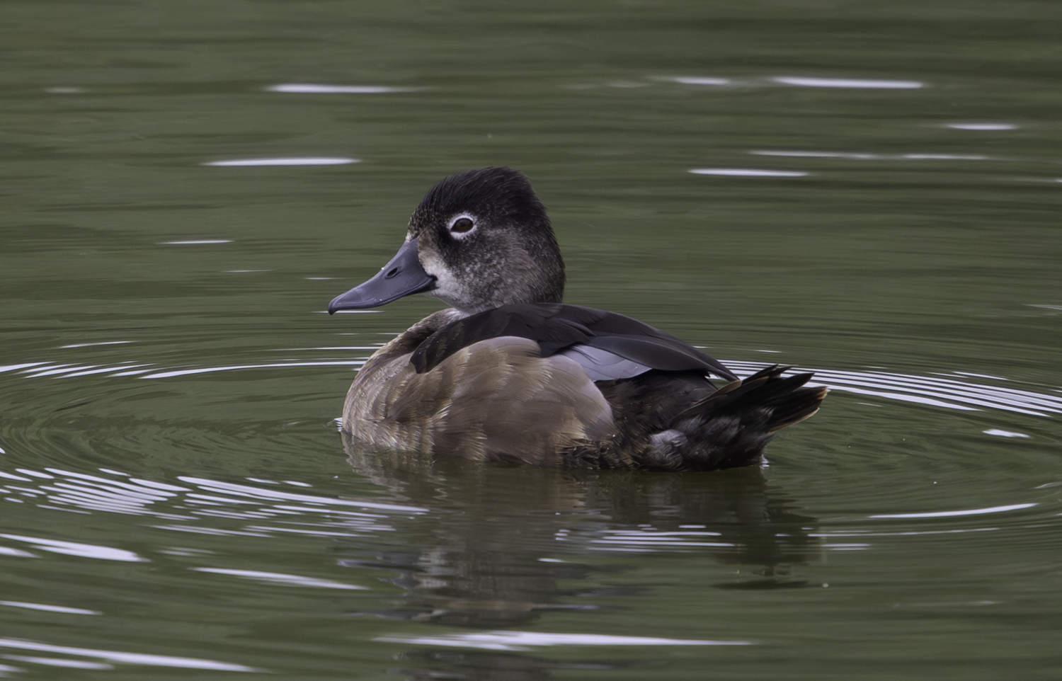 Ring-necked Duck