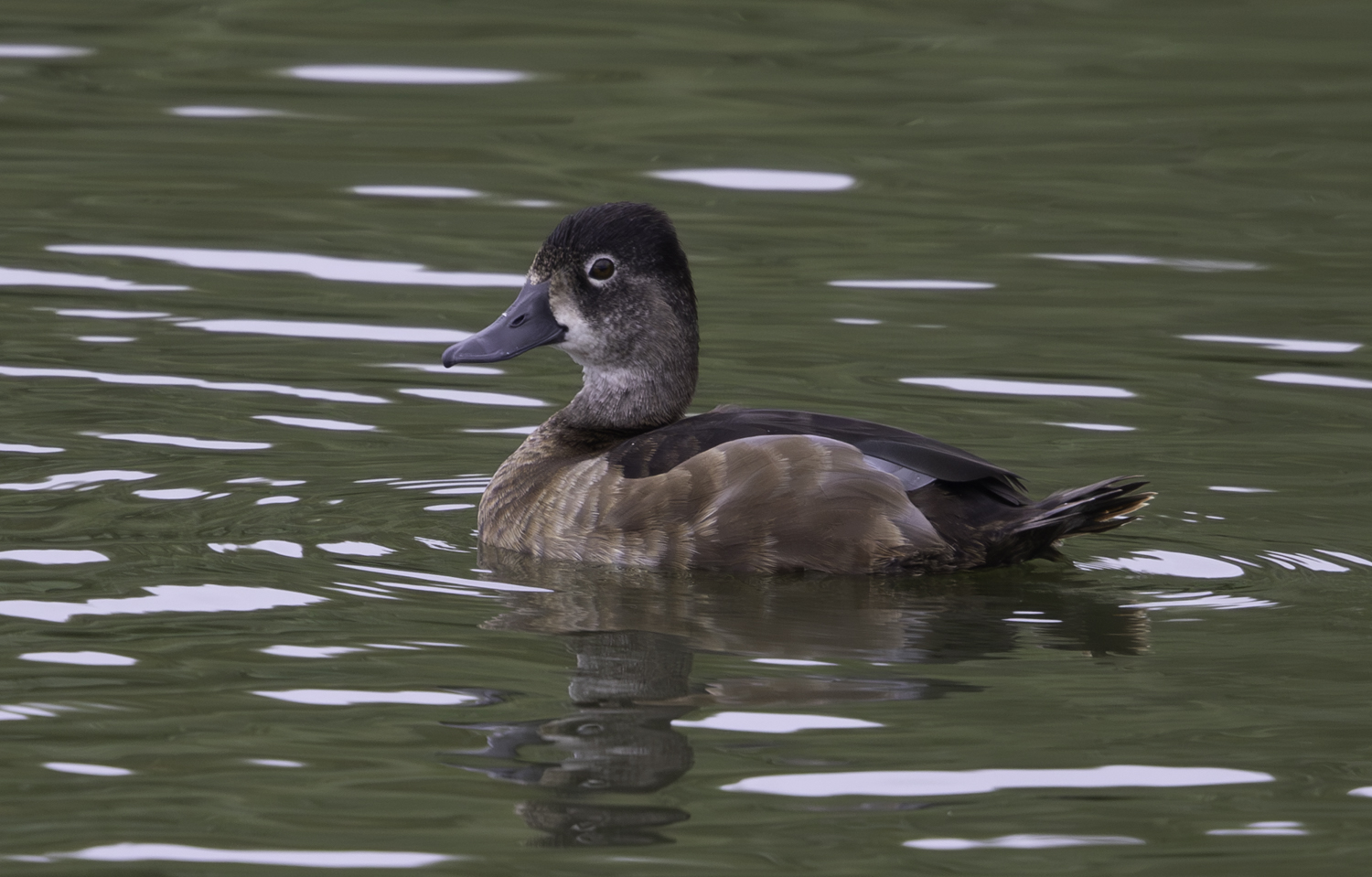 Ring-necked Duck